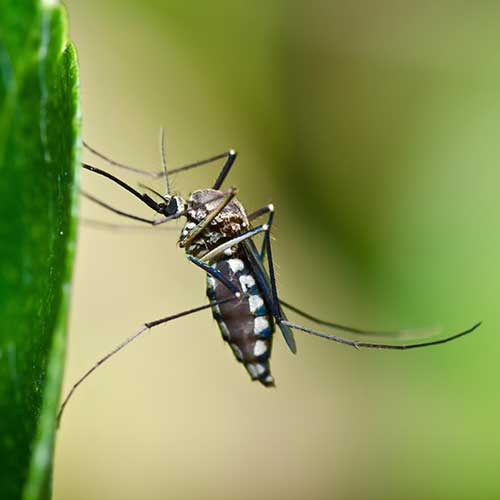 mosquito control programs Weston ma 500px