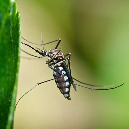 mosquito control programs wellesley natick weston wayland ma 500px