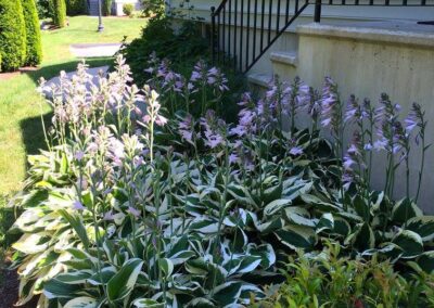 plantings landscape design walpole dover westwood wellesley needham 29