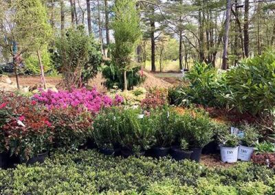 plantings landscape design walpole dover westwood wellesley needham 43