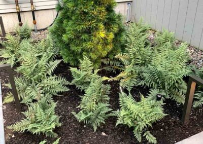 plantings landscape design walpole dover westwood wellesley needham 52