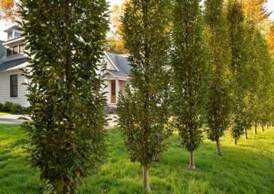 plantings landscape design walpole dover westwood wellesley needham 61